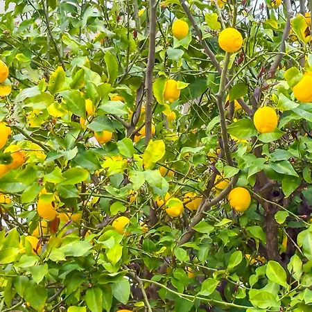 Filio's Appartement Zárakes