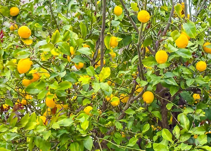 Filio's Διαμέρισμα Ζάρακες